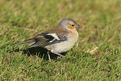 Common Chaffinch